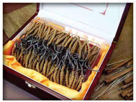 沿滩冬虫夏草回收